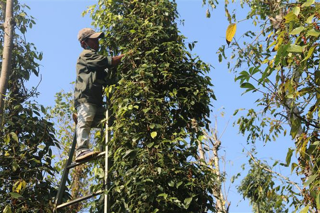 Nông dân xã Quảng Thành, huyện Châu Đức, tỉnh Bà Rịa-Vũng Tàu thu hoạch tiêu. (Ảnh: Hoàng Nhị/TTXVN) Thị trường nông sản tuần qua: Giá tiêu có những biến động mạnh ảnh 1