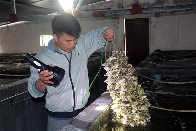 Phát triển thủy sản thành ngành kinh tế quan trọng của quốc gia ảnh 1