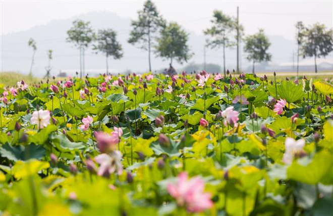 Nghệ An chuyển hướng để phục hồi du lịch: Làm mới sản phẩm cũ ảnh 2