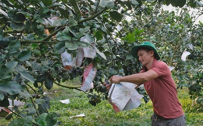 Trở thành tỷ phú từ mô hình trồng bưởi da xanh ở Lâm Đồng ảnh 2