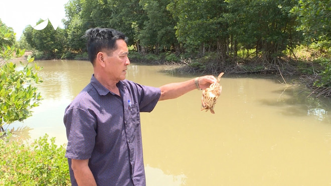 Đã xác định được nguyên nhân cua tại Cà Mau chết bất thường ảnh 1