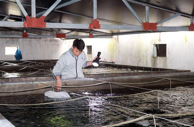 Phát triển thủy sản thành ngành kinh tế quan trọng của quốc gia ảnh 2