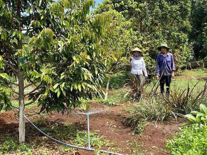 Mùa khô ở Nam Trung Bộ kéo dài, cần phòng trừ sâu bệnh cho cây ăn quả ảnh 1