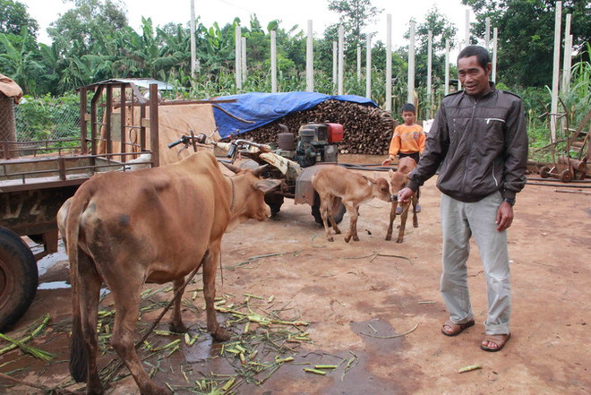 Tìm ra nguyên nhân khiến bò chết bất thường ở Đắk Lắk ảnh 1