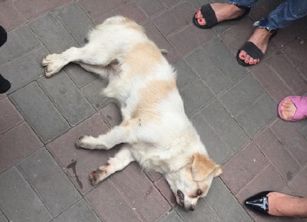 Giết chó vì thèm ăn thịt, thanh niên Trung Quốc bị đánh ngất xỉu ảnh 1