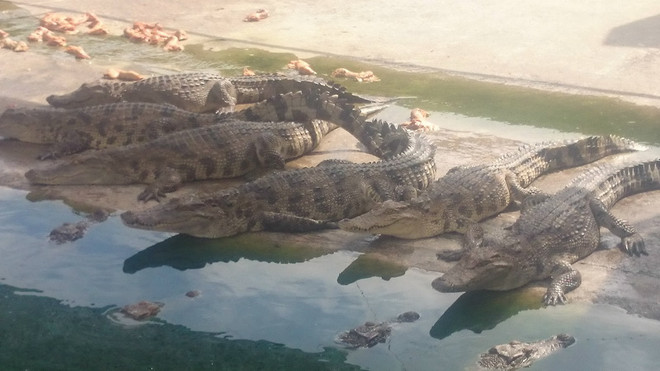 Trung Quốc hạn chế mua làm cá sấu rớt giá, người nuôi lỗ nặng ảnh 1