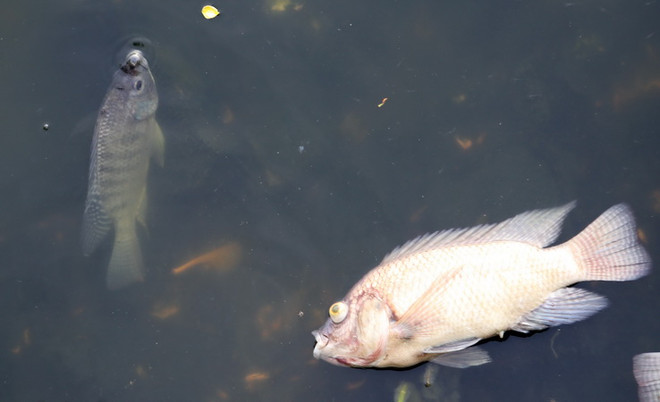 Lại xảy ra cảnh cá nuôi lồng bè chết hàng loạt ở Bà Rịa-Vũng Tàu ảnh 1