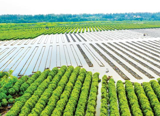 Quảng Ngãi: Lấn chiếm rừng phòng hộ làm hồ nuôi thủy sản ảnh 1