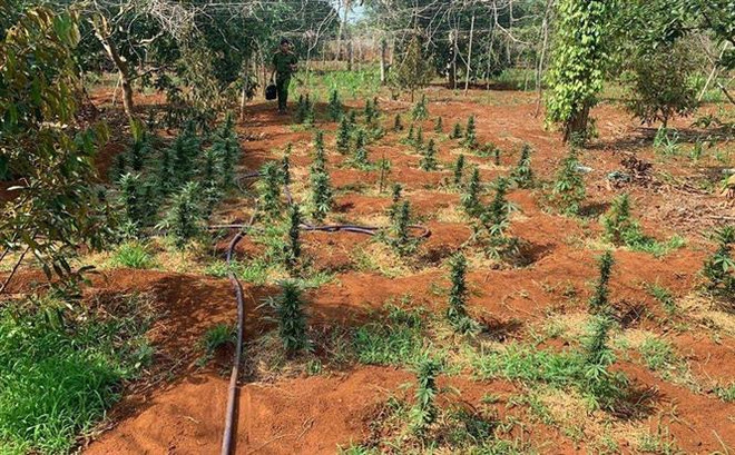 Đắk Lắk siết chặt xử lý tình trạng trồng cây chứa chất ma túy ảnh 1