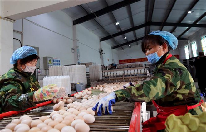 Những lưu ý của ILO khi người lao động trở lại làm việc ảnh 1