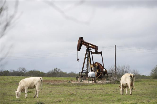 Một trạm bơm dầu ở Luling, bang Texas, Mỹ. (Nguồn: THX/TTXVN) Sau khi rớt giá thê thảm, dầu WTI tăng trở lại lên mức trên 13 USD ảnh 1