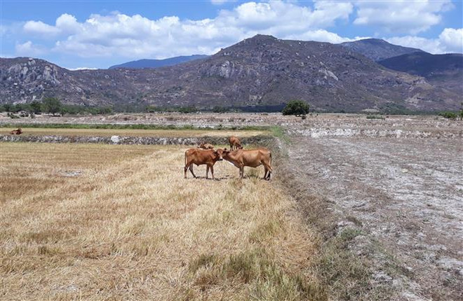 Xuất cấp hạt giống cây trồng cho hai tỉnh bị ảnh hưởng hạn hán ảnh 1
