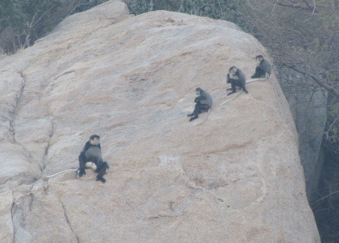 Phát hiện số lượng lớn voọc chà vá chân đen quý hiếm tại Ninh Thuận ảnh 4