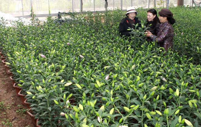 Thêm nhiều giống hoa xứ lạnh được phát triển tại Sa Đéc ảnh 1