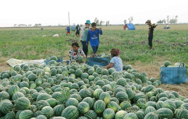 Hàng trăm hộ nông dân tỉnh Cà Mau được mùa dưa hấu ảnh 1