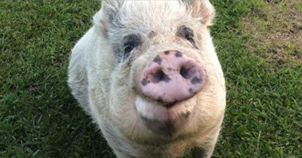 "Cô lợn" bị hai người đàn ông tấn công tình dục giờ ra sao? ảnh 1