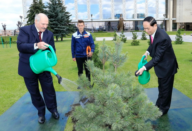 Chủ tịch nước Trần Đại Quang và Tổng thống Belarus Alexander Lukashenko trồng cây thông lưu niệm tại khuôn viên Cung Độc lập. (Ảnh: Nhan Sáng/TXVN) Phát triển toàn diện và sâu rộng quan hệ đối tác Việt Nam-Belarus ảnh 2