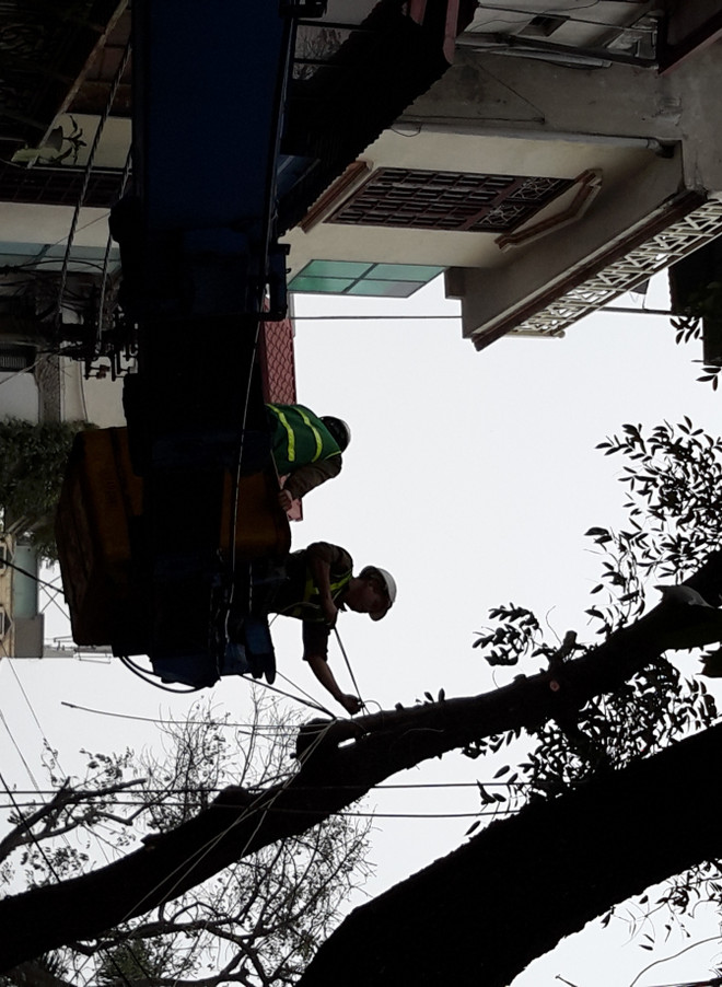 Chi 1,5 tỷ đồng, Hà Nội nhập xe Pháp cắt tỉa cây trước mùa mưa bão ảnh 2