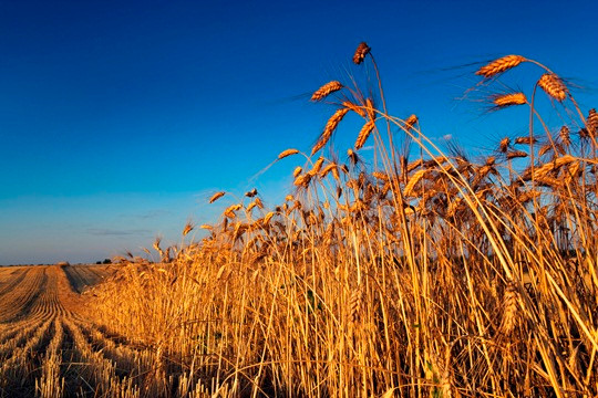 Hàn Quốc, Nhật Bản tạm ngừng nhập khẩu lúa mỳ của Canada ảnh 1