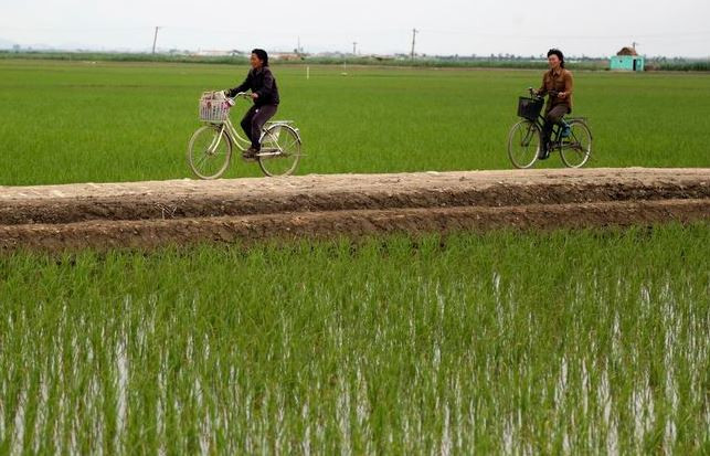 Chuyên gia: Hàn-Triều có thể nối lại hợp tác nông ngư nghiệp đầu tiên ảnh 1
