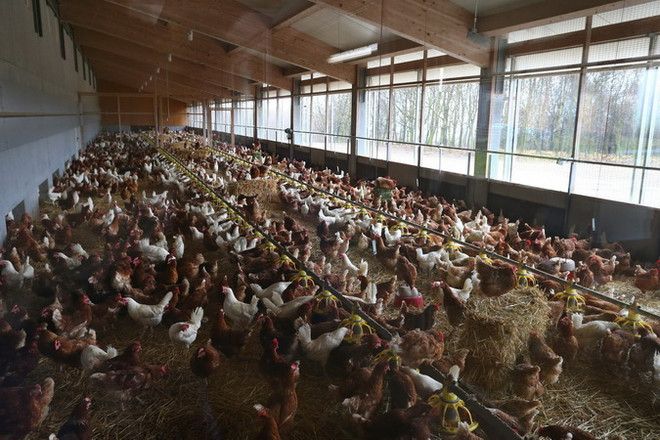 Nhật Bản tiêu hủy hàng trăm nghìn gia cầm để ngăn chặn dịch cúm ảnh 1