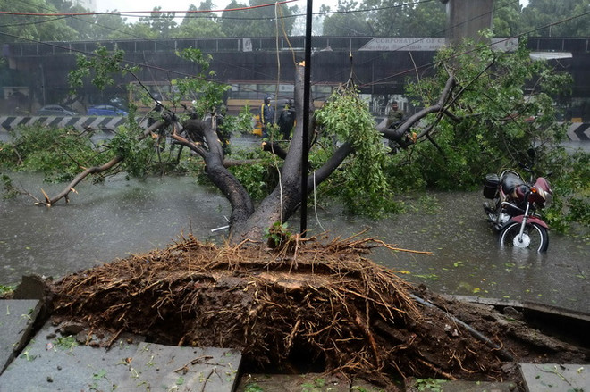 Cây bị quật đổ sau khi cơn bão Vardah quét qua Chennai ngày 12/12. (Nguồn: AFP/TTXVN) Bão Vardah tràn vào miền Nam Ấn Độ, 10 người thiệt mạng ảnh 1