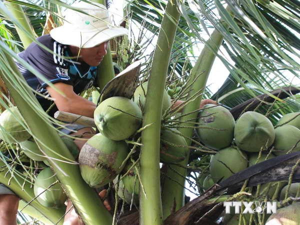 Thu hoạch dừa. (Ảnh: Lê Sen/TTXVN) Quỹ Nông nghiệp quốc tế chia sẻ chuỗi giá trị dừa Bến Tre tại Italy ảnh 1