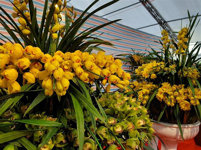 Đa dạng nhiều loại hoa Tết với giá hợp lý, lan Hồ Điệp 'hút khách' ảnh 1