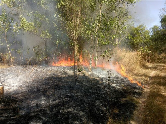 Bình Phước: Lửa bùng phát dữ dội thiêu rụi gần 10 hécta rừng tràm ảnh 1