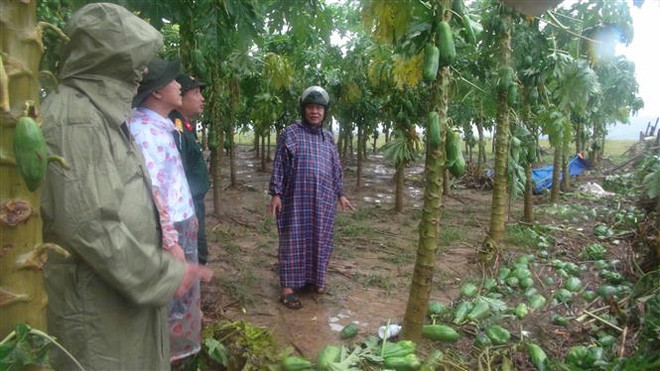 Vườn cây đu đủ của người dân xã Đại Hồng, huyện Đại Lộc, tỉnh Quảng Nam bị hư hại do mưa lũ gây ra. (Ảnh: Đoàn Hữu Trung/TTXVN) Bàn giải pháp hỗ trợ, khôi phục sản xuất nông nghiệp sau mưa lũ ảnh 1