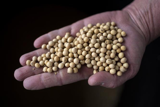 Đậu tương sau khi được thu hoạch từ một nông trại gần Scribner, bang Nebraska, Mỹ. (Nguồn: AFP/TTXVN) Trung Quốc hoàn thành 71% chỉ tiêu mua nông sản Mỹ ảnh 1