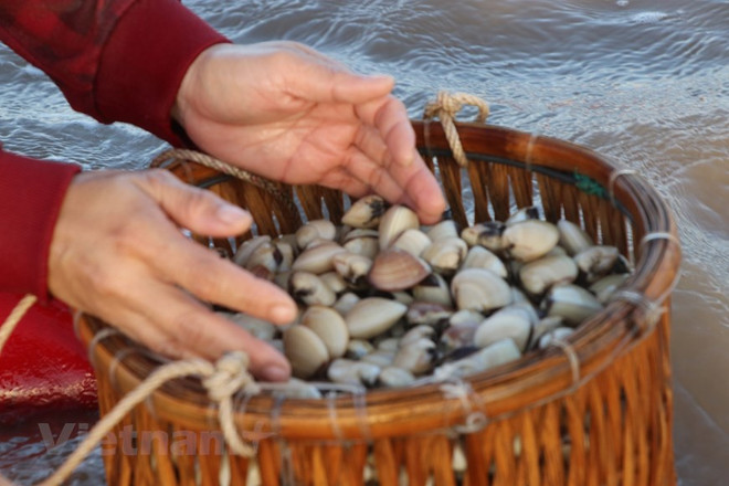 Nhuyễn thể hai mảnh vỏ thu hút các thị trường khó tính ảnh 1