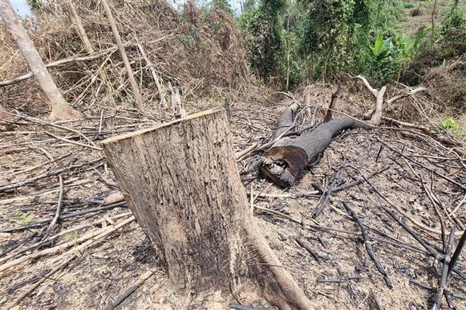Vụ phá rừng ở Đakrông: Trên 18,6ha rừng tự nhiên bị chặt hạ ảnh 1