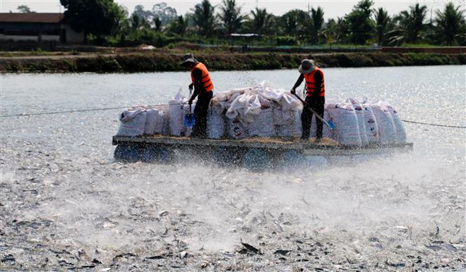 Sản xuất, xuất khẩu cá tra phục hồi mạnh mẽ sau 3 năm ảm đạm ảnh 1