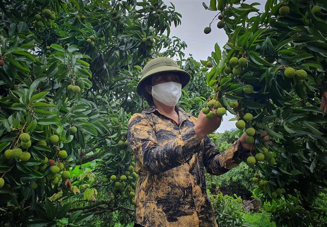 Để chính sách thu hút đầu tư vào nông nghiệp hiệu quả hơn ảnh 1