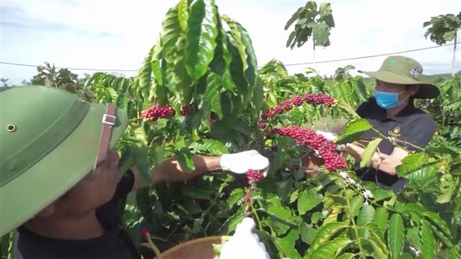 Đến năm 2025, Việt Nam tái canh và cải tạo 107.000ha càphê ảnh 2