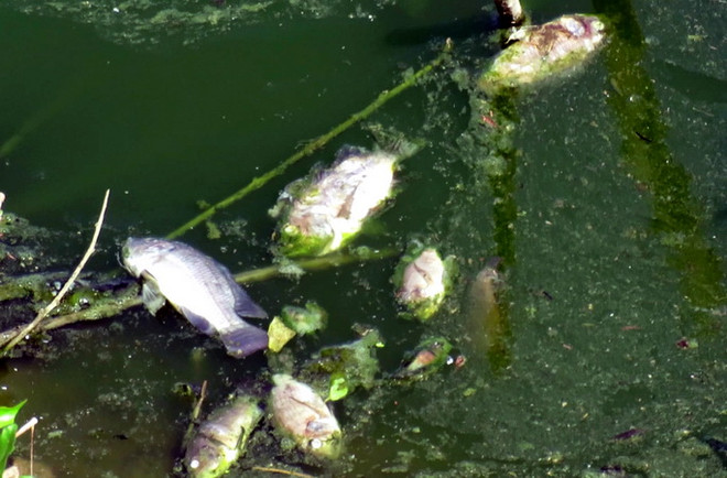 Hỗ trợ ngư dân Thừa Thiên-Huế 5 tỷ đồng do cá chết bất thường ảnh 1