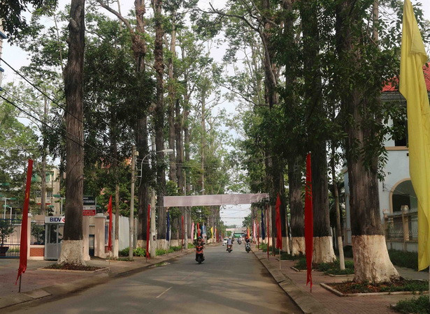 Hàng trăm cây cổ thụ ở Trà Vinh đứng trước nguy cơ bị chết ảnh 1