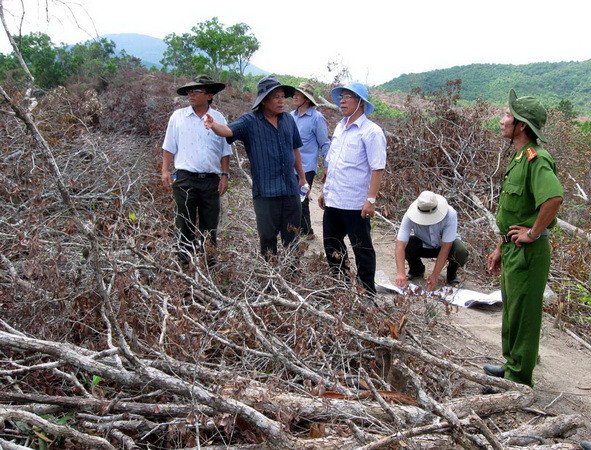 Quyết định khởi tố vụ án phá gần 110ha rừng ở Phú Yên ảnh 1