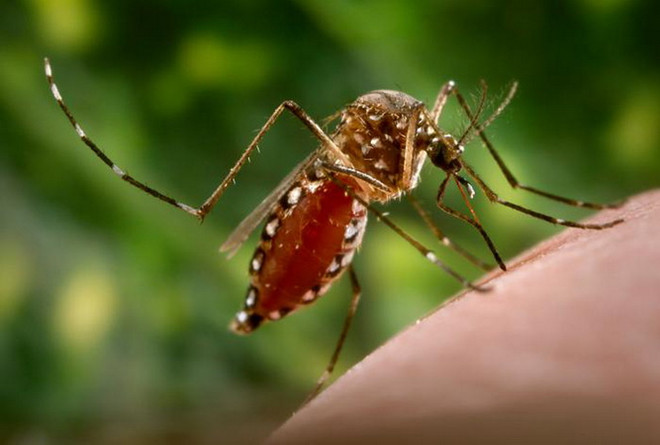 Bắc Kinh ghi nhận trường hợp thứ 2 nhiễm virus Zika ảnh 1