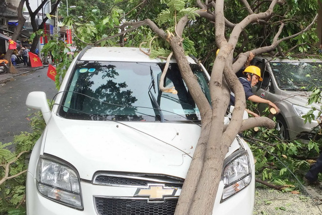 Thành phố Hồ Chí Minh: Cây xanh gãy đổ đè bẹp 2 xe ôtô ảnh 3