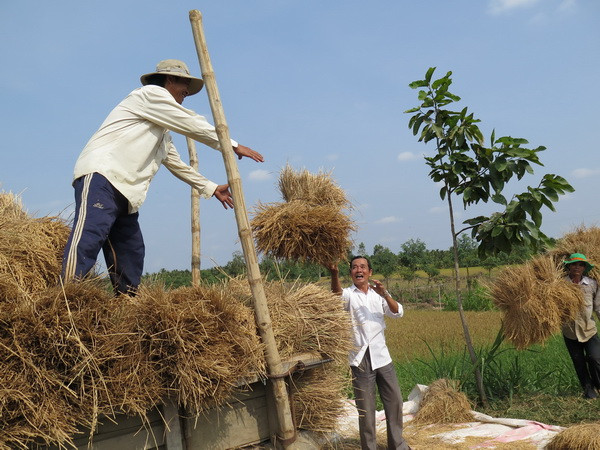 Những cơn mưa đầu mùa "hồi sinh" cho nông dân Bến Tre ảnh 1