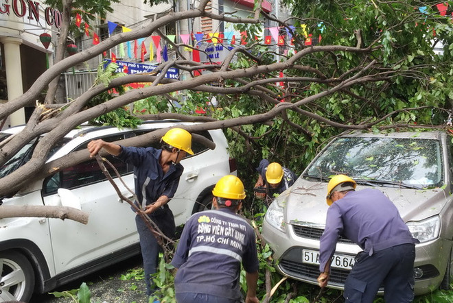 Thành phố Hồ Chí Minh: Cây xanh gãy đổ đè bẹp 2 xe ôtô ảnh 2