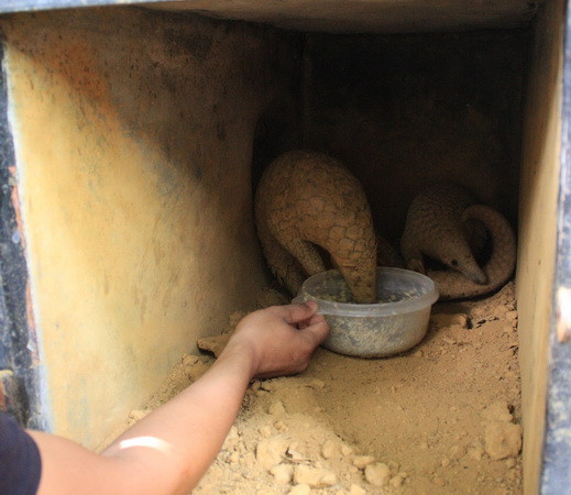 Săn bắt, buôn bán trái phép tê tê có thể bị phạt tù đến 15 năm ảnh 1