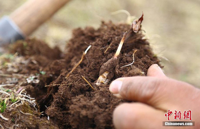 [Photo] Người Trung Quốc bắt đầu vào mùa đào đông trùng hạ thảo ảnh 3