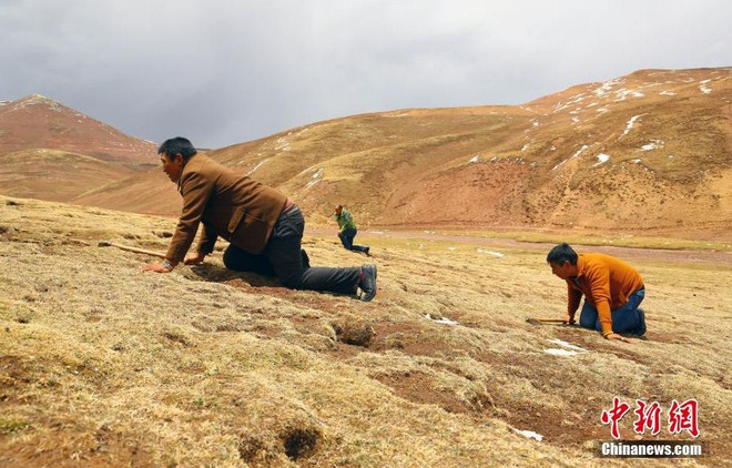 [Photo] Người Trung Quốc bắt đầu vào mùa đào đông trùng hạ thảo ảnh 2