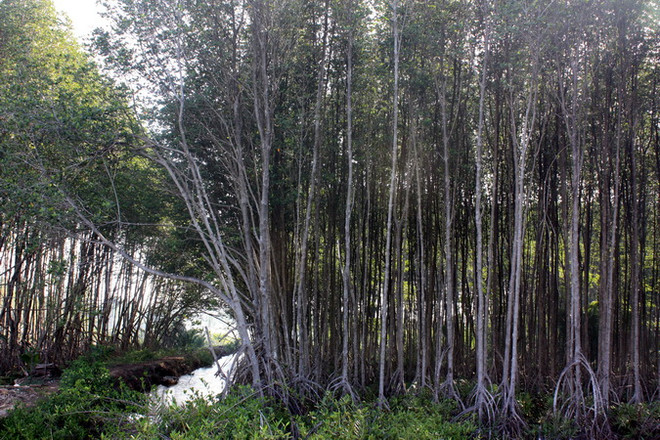 Bình Phước rà soát việc sử dụng đất của các công ty nông lâm nghiệp ảnh 1