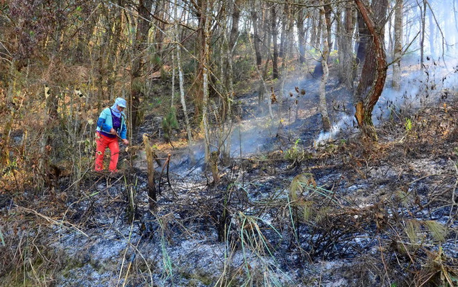 Điện Biên: Nguy cơ cháy cao ở khu vực rừng bị khô sau băng tuyết ảnh 1