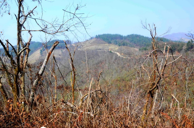 Liên tục xảy ra các vụ cháy rừng khi vừa bước vào mùa khô hạn ảnh 1