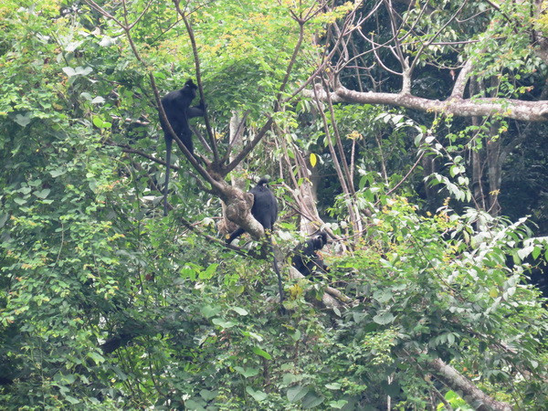 Quảng Bình: Thả 9 động vật quý hiếm về môi trường tự nhiên ảnh 1